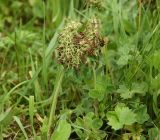 Trifolium canescens