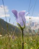 Campanula ciliata