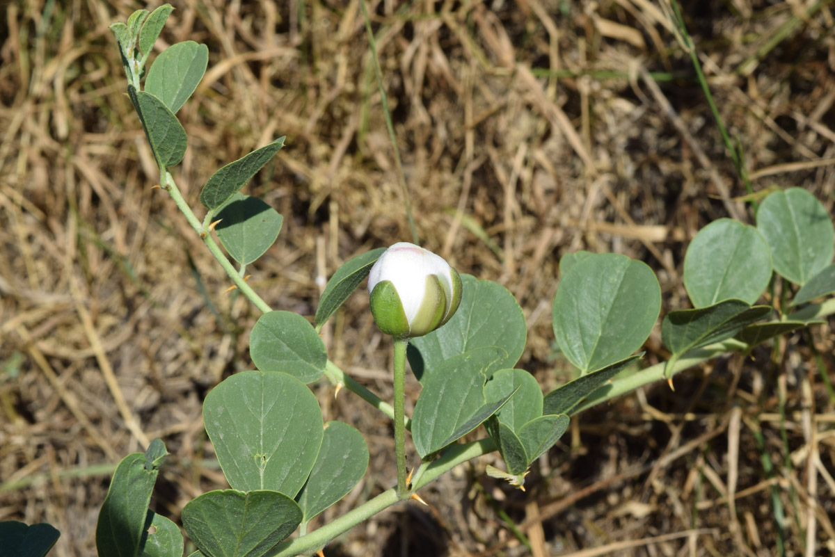 Изображение особи Capparis herbacea.