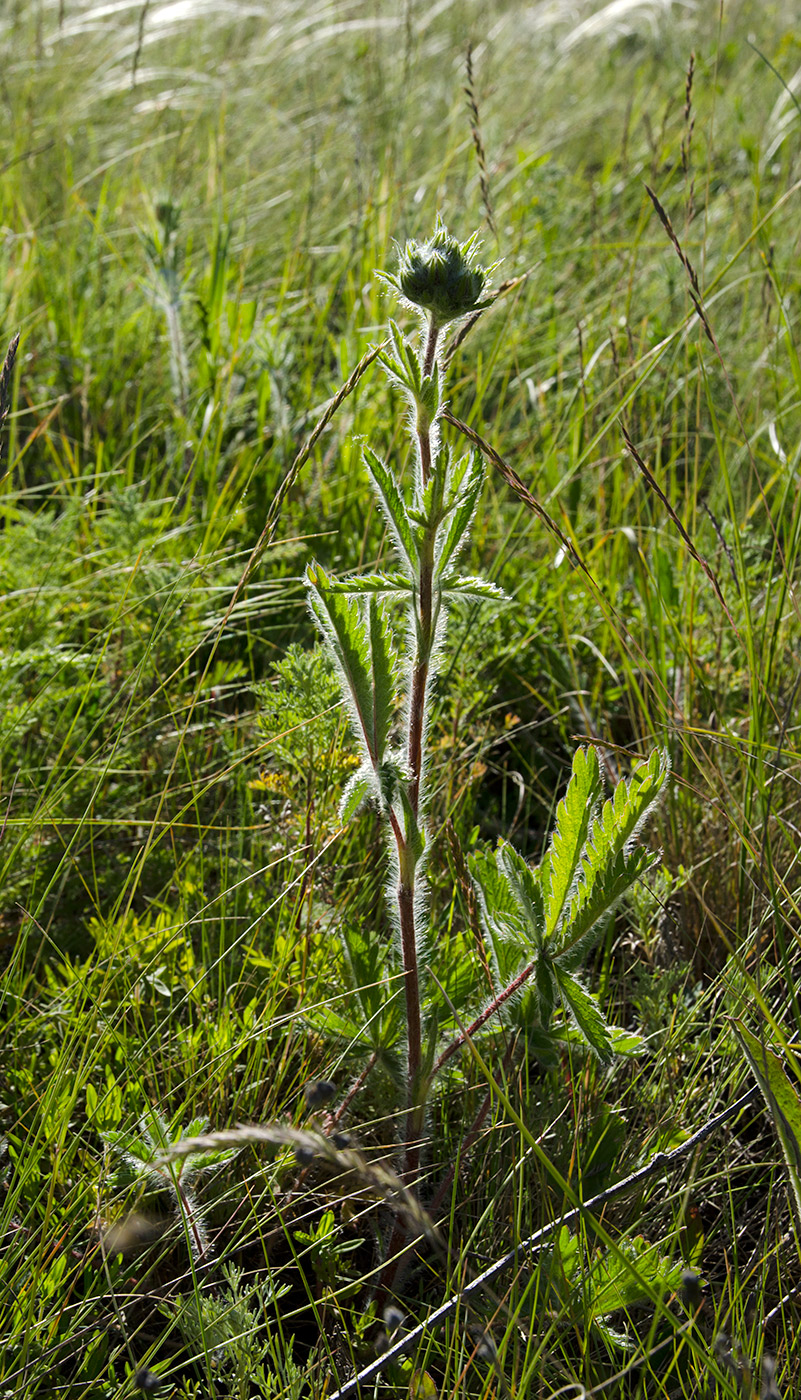 Image of genus Potentilla specimen.