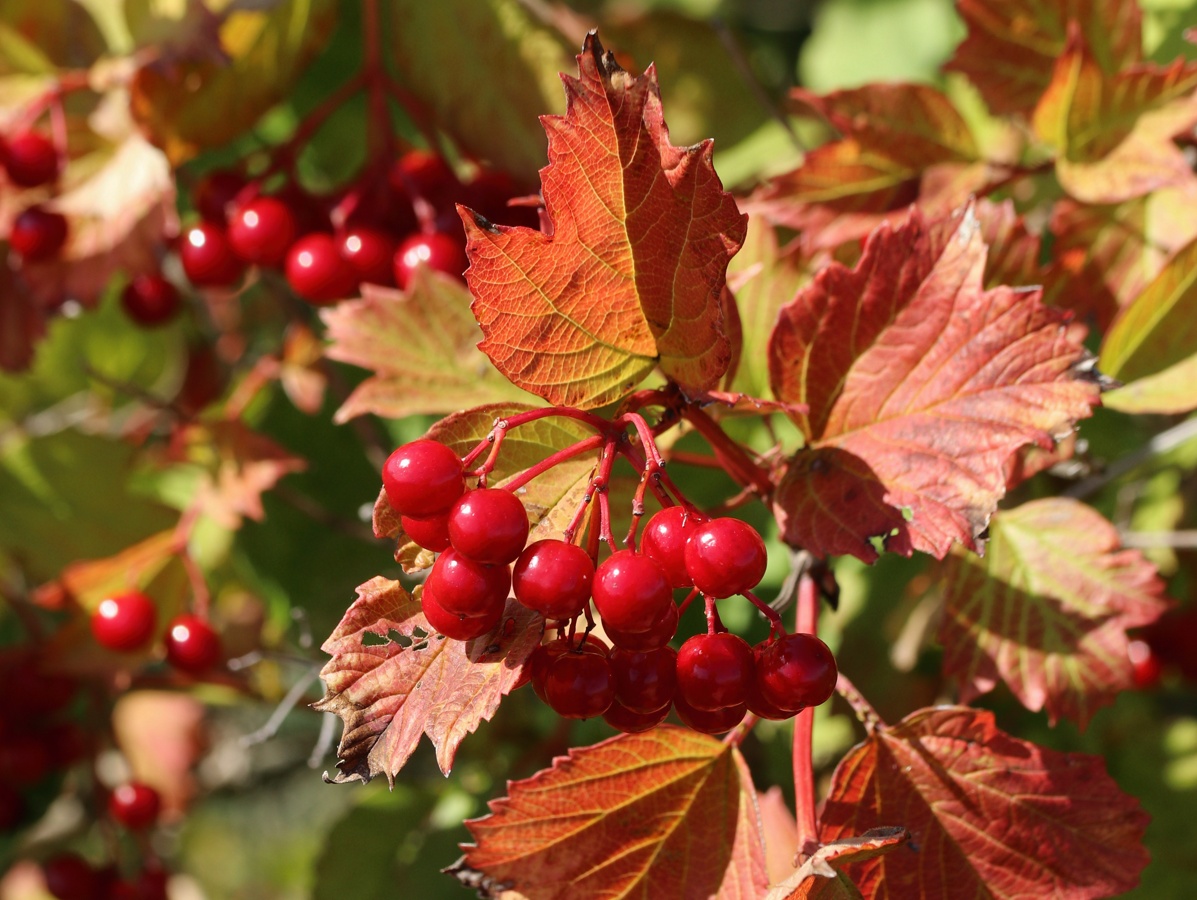 Изображение особи Viburnum opulus.