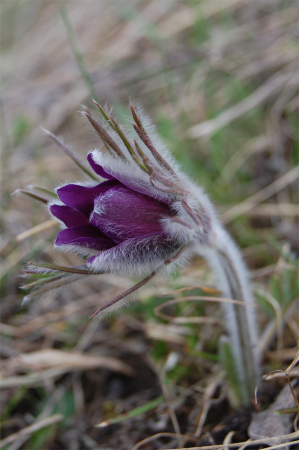 Изображение особи Pulsatilla ucrainica.