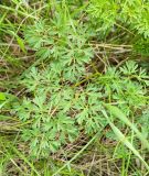 Xanthoselinum alsaticum