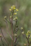 Erysimum canescens