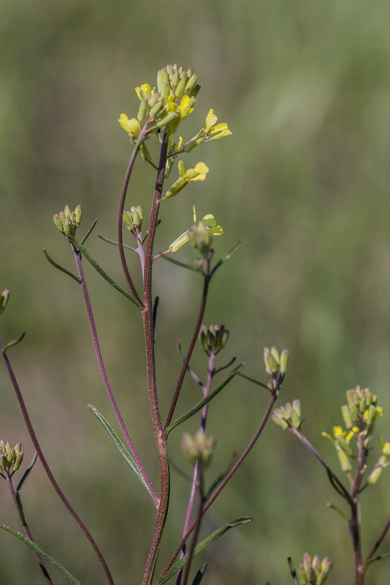 Image of Erysimum canescens specimen.