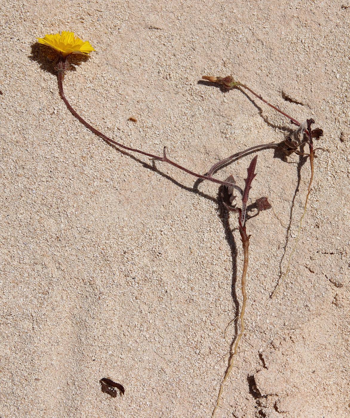 Image of Picris asplenioides specimen.
