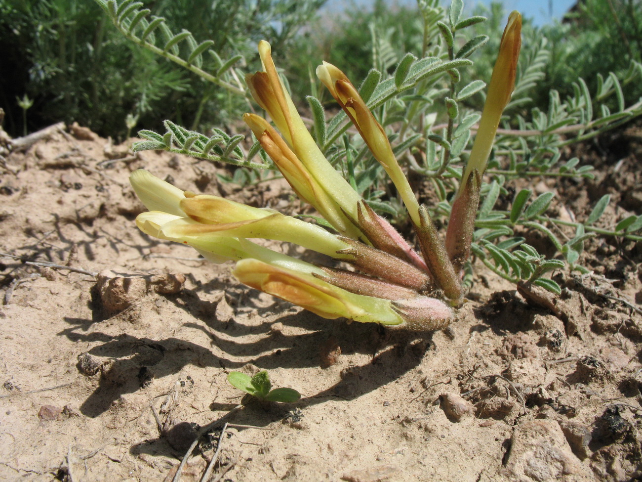 Image of genus Astragalus specimen.