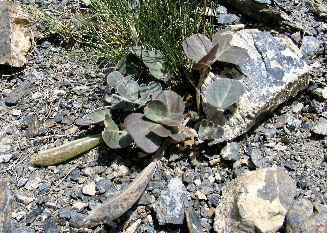 Image of Chesneya ternata specimen.