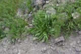 Plantago lanceolata. Плодоносящее растение. Турция, ил Карс, окр. г. Дигор, участок ущ. р. Дигор в 400 м ниже монастыря Хтзконк, левый борт ущелья, край тропы. 19 мая 2025 г.