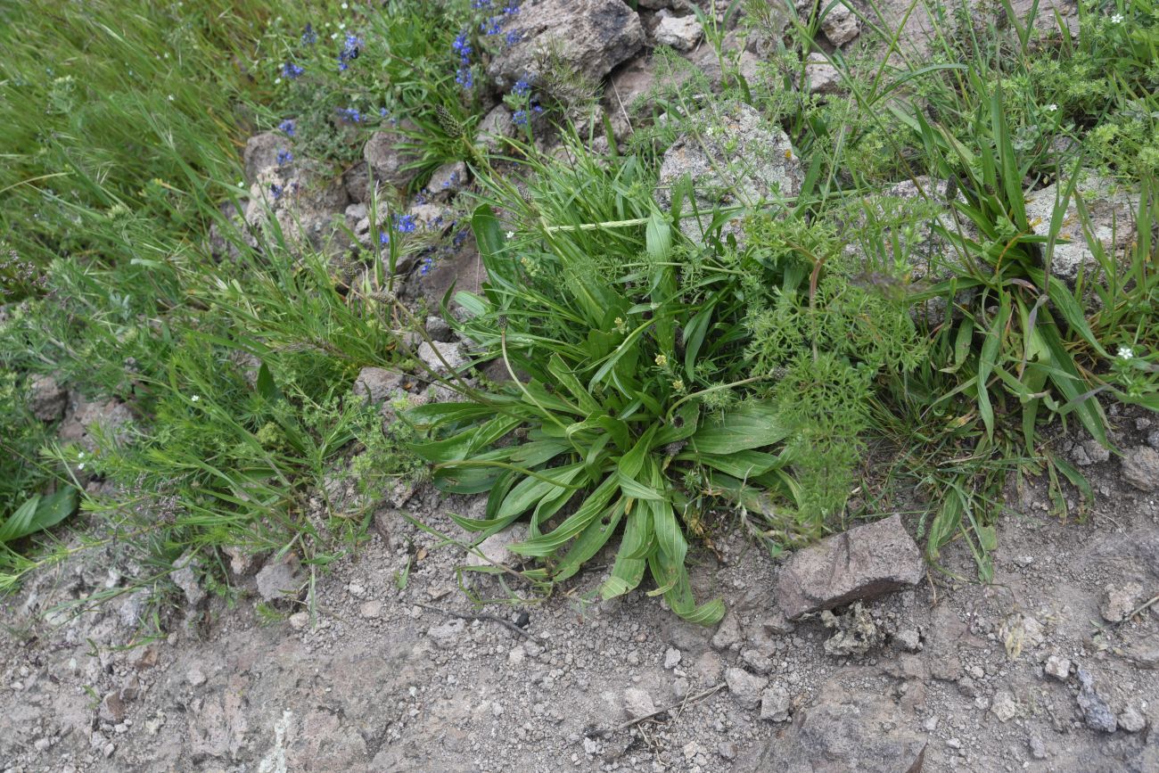Изображение особи Plantago lanceolata.