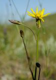 Scorzonera stricta. Верхушка побега с соцветиями - раскрывшимся и бутонизирующими. Оренбургская обл., Саракташский р-н, Жёлтинский сельсовет, окр. Кандуровского карьера, каменистая степь. 29 мая 2024 г.