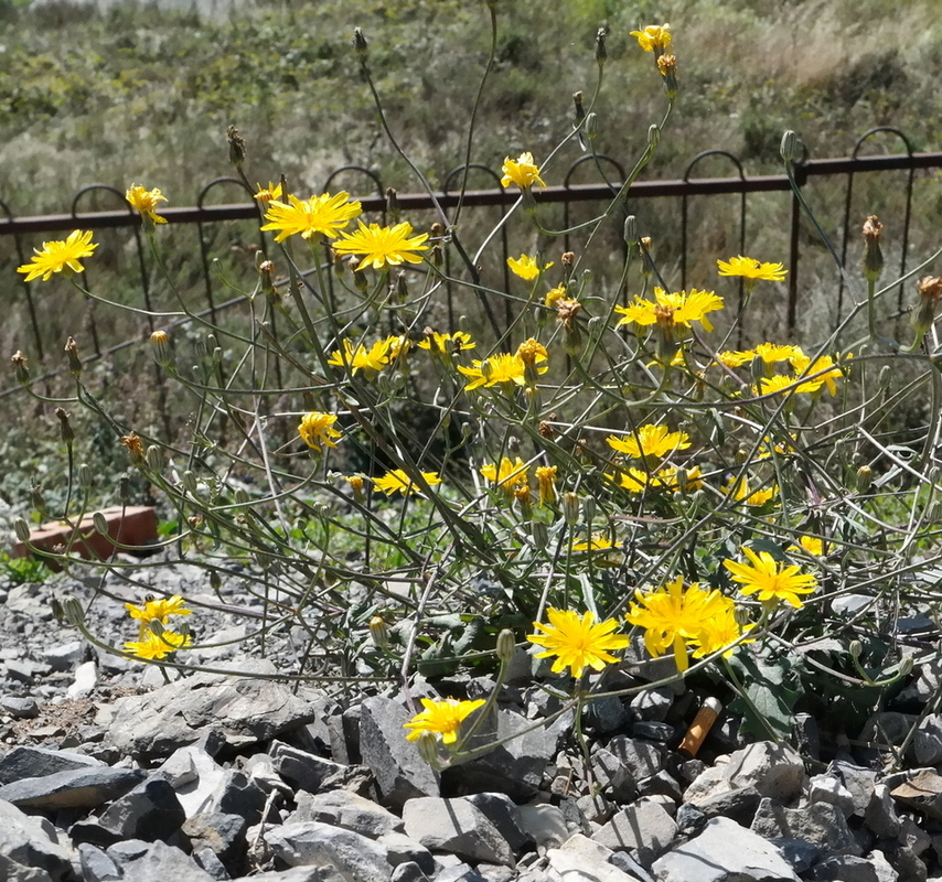 Image of familia Asteraceae specimen.