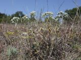View full-size image Teucrium capitatum