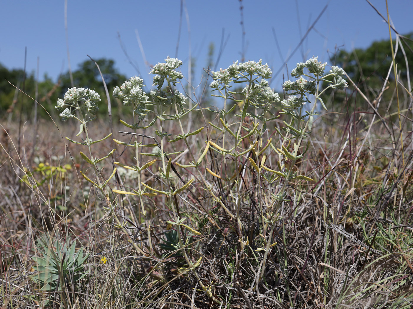 Image of Teucrium capitatum specimen.