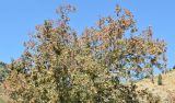 Acer semenovii
