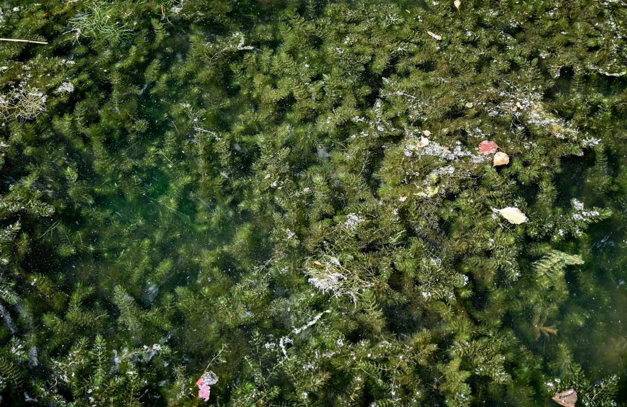 Image of Ceratophyllum demersum specimen.