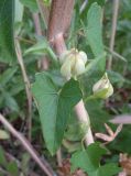 Calystegia sepium