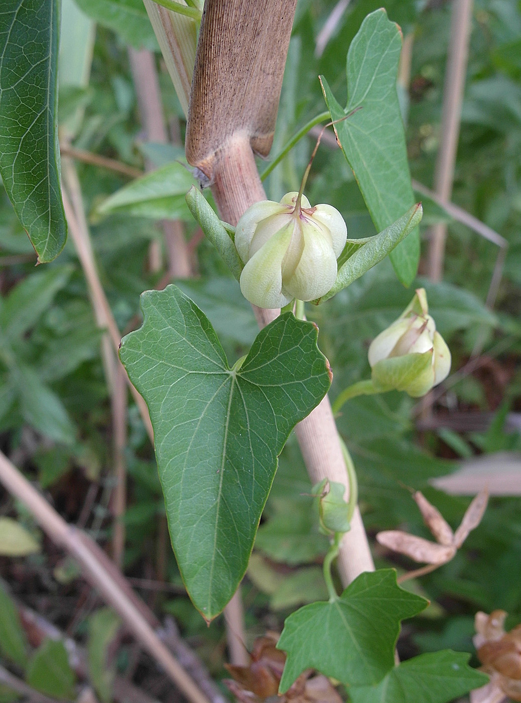 Изображение особи Calystegia sepium.