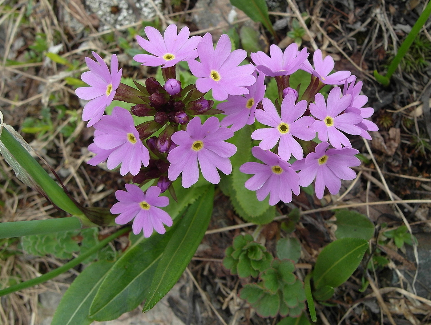Image of Primula algida specimen.