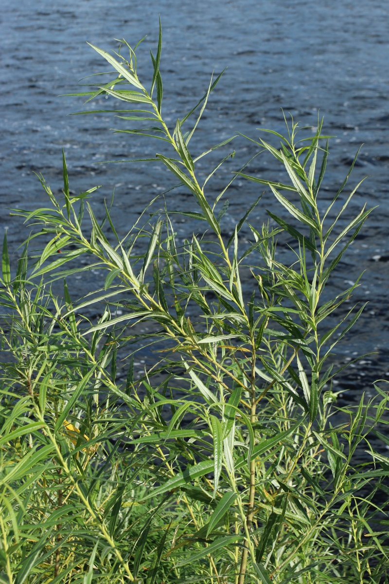 Изображение особи Salix viminalis.