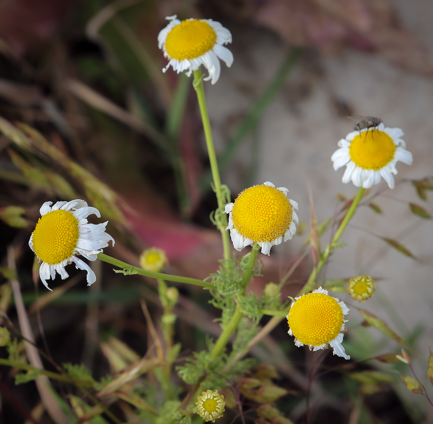 Изображение особи Tripleurospermum inodorum.