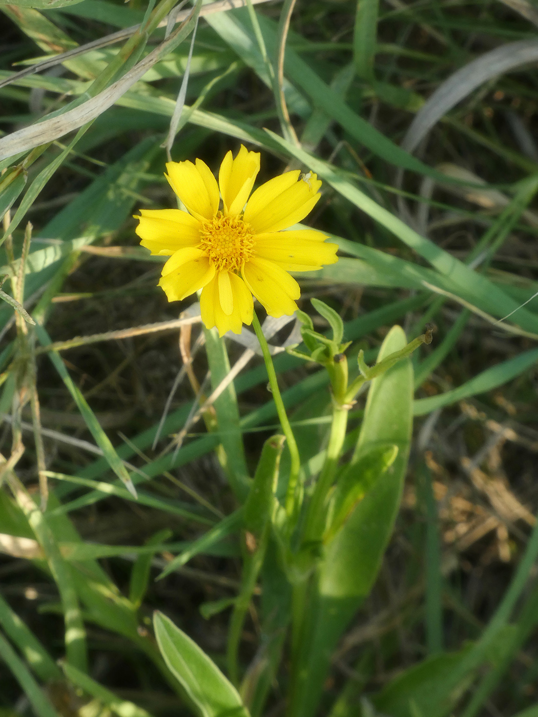 Изображение особи семейство Asteraceae.
