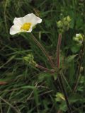 Potentilla rupestris