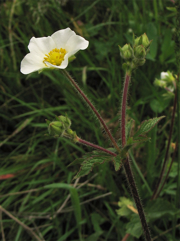 Изображение особи Potentilla rupestris.