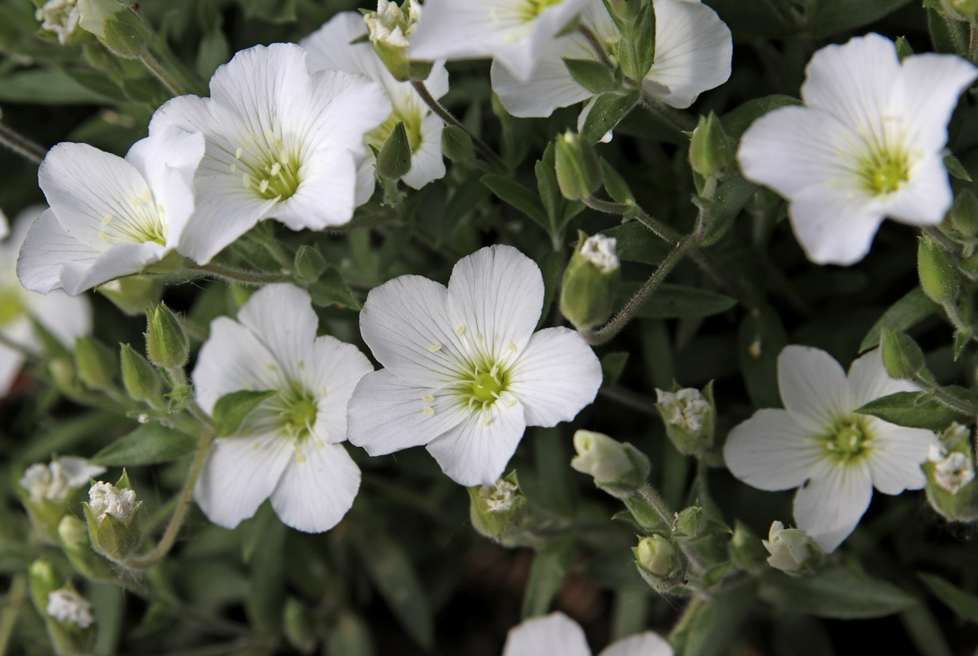 Изображение особи Arenaria montana.