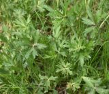 unknown species. Вегетирующие растения. Турция, ил Ван, окр. дер. Явузлар, берег р. Большой Заб, выс. ок. 2030 м н.у.м. ивовая роща. 23 мая 2025 г.