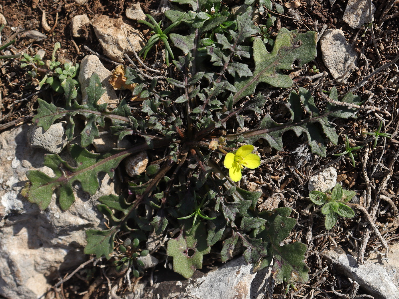 Изображение особи Erysimum cuspidatum.