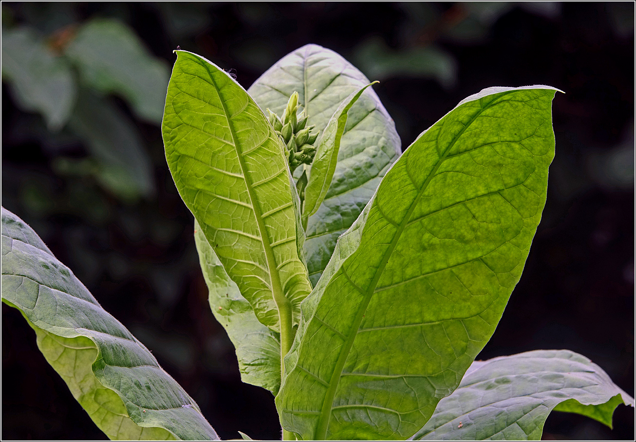 Image of Nicotiana tabacum specimen.