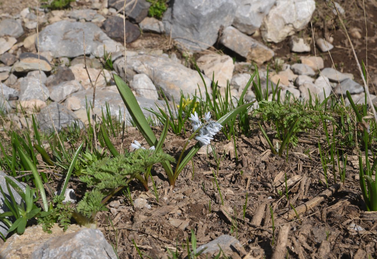 Image of Puschkinia scilloides specimen.