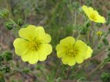 Potentilla desertorum. Цветки. Казахстан, Абайская (во время съемки - Восточно-Казахстанская) обл., Аягозский р-н, 15 км ЗСЗ пос. Бозай (быв. Буденное); северный фас низкогорья Чингизтау, горы Карашокы, дол. р. Орта-Сарыозек в среднем течении, обнажение гранитов на склоне долины; петрофитная сухая степь на гранитных скалах. 07.06.2007.