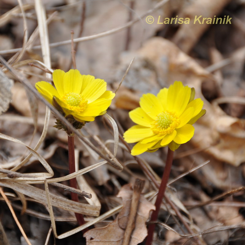 Изображение особи Adonis amurensis.