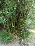 Bambusa multiplex. Основание побегов. Абхазия, г. Сухум, Ботанический сад. 13.08.2024.