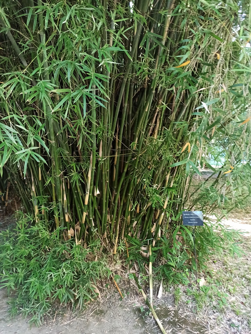 Изображение особи Bambusa multiplex.