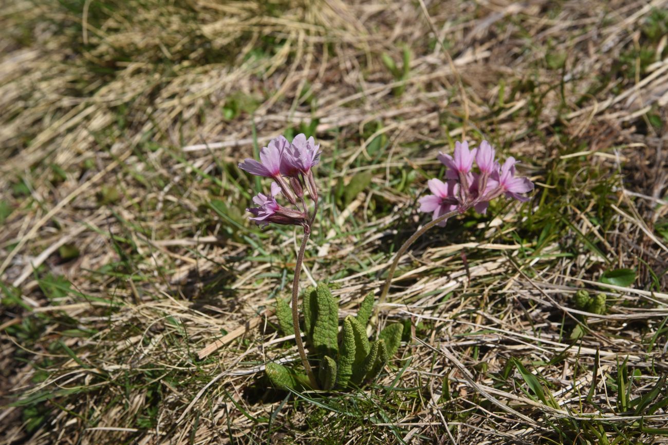 Изображение особи Primula amoena.