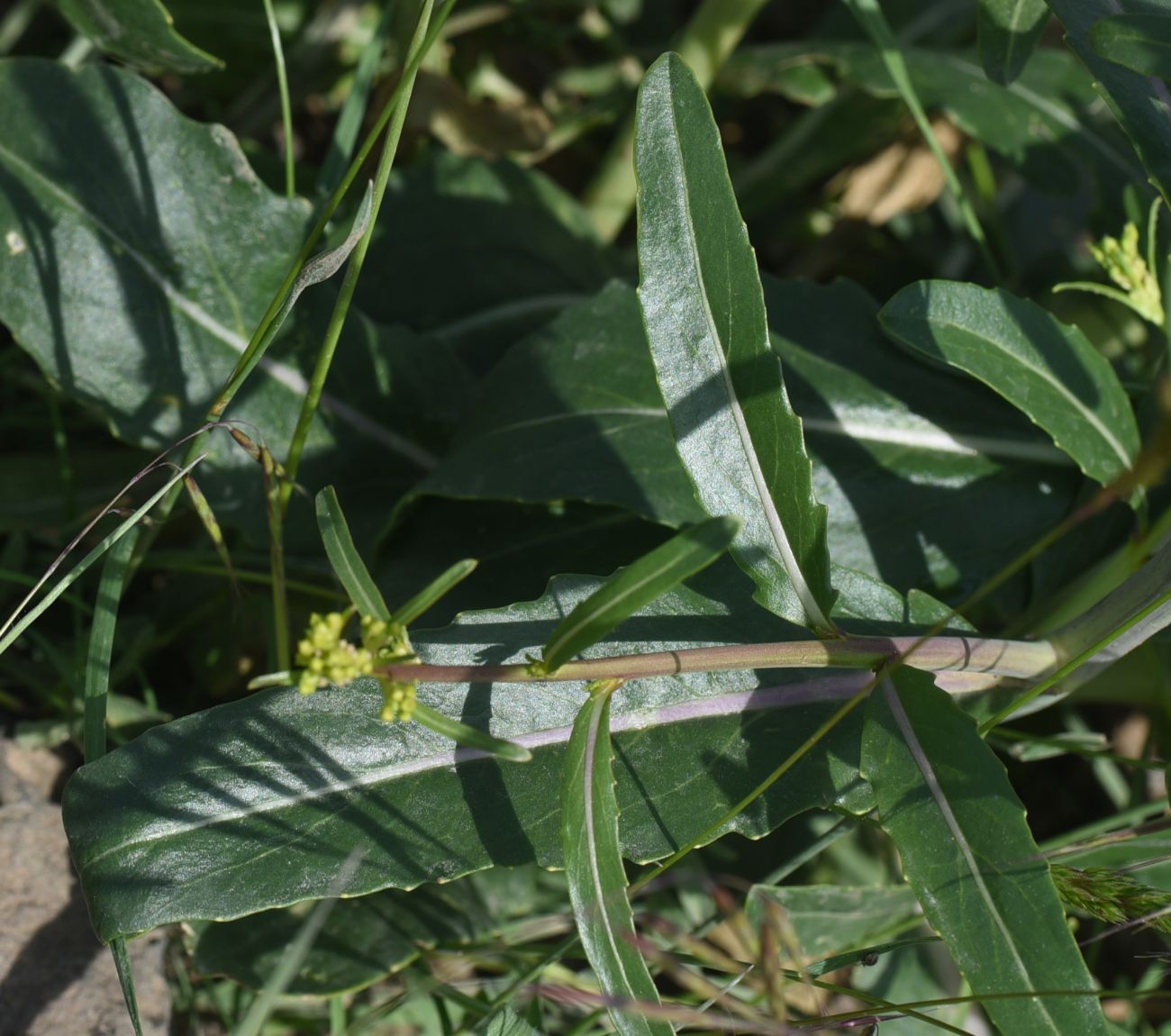 Изображение особи Erucastrum armoracioides.