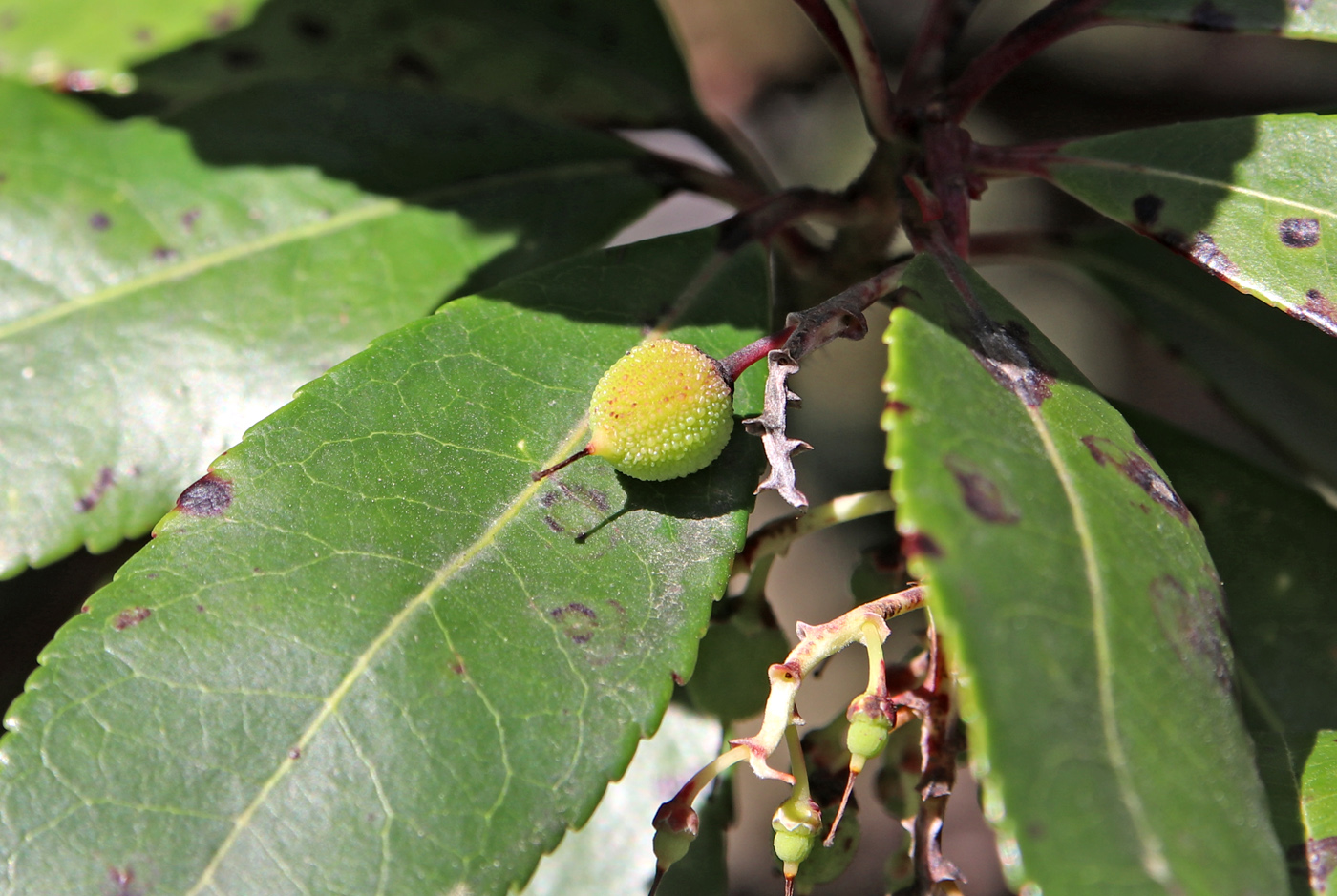 Image of Arbutus unedo specimen.