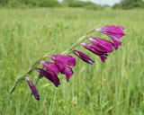 Gladiolus imbricatus. Соцветия. Ульяновская обл., Мелекесский р-н между сёлами Сабакаево и Лебяжье, дол. р. Б. Черемшан, местами поросший ивняком сыроватый луг. 09.06.2024.
