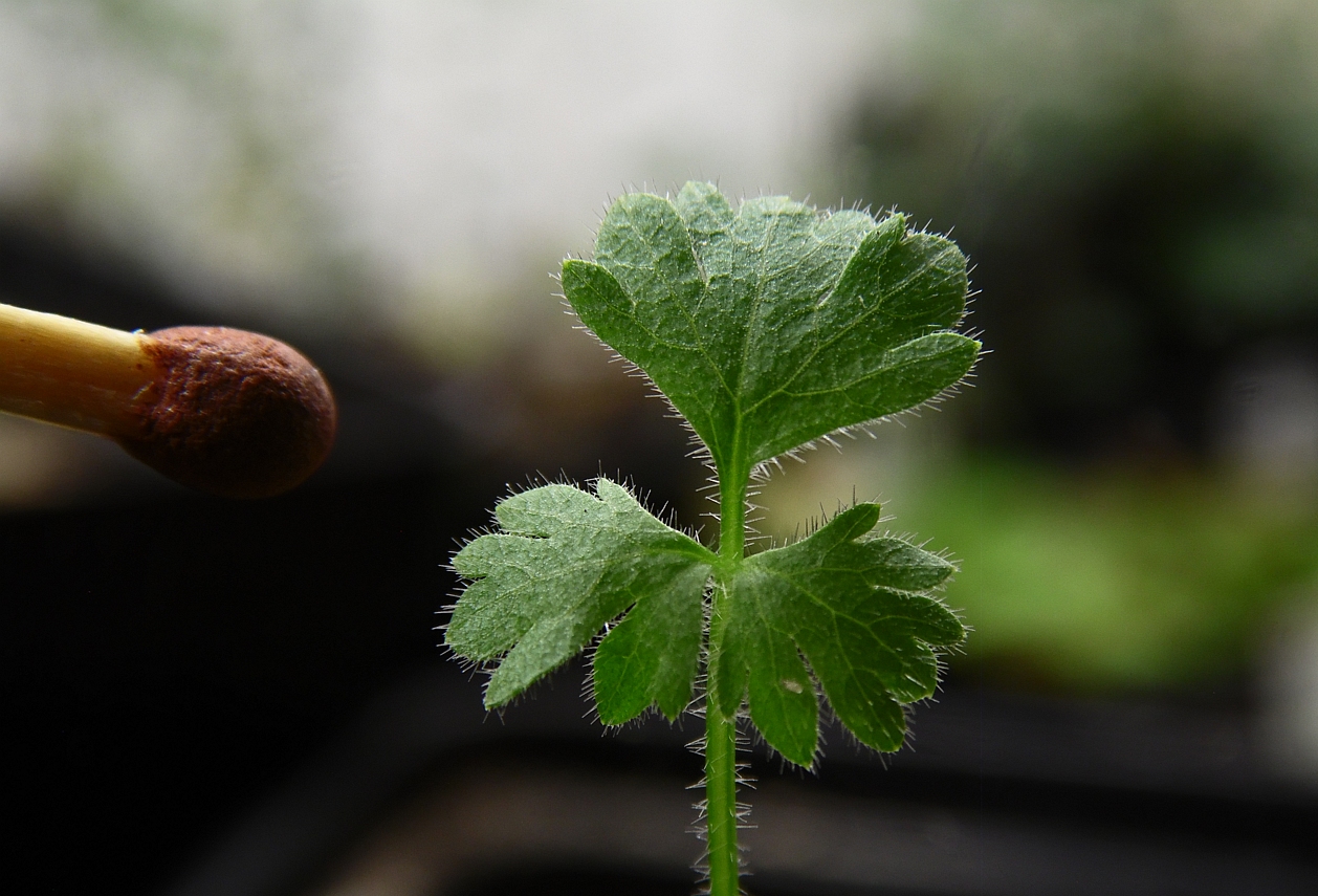 Image of Pastinaca pimpinellifolia specimen.