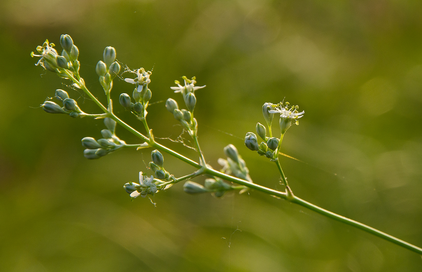 Изображение особи Silene baschkirorum.