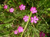 Dianthus deltoides. Цветки. Тверская обл., Конаковский р-н, д. Устье, Иваньковское водохранилище, луг по берегу. 07.07.2005.