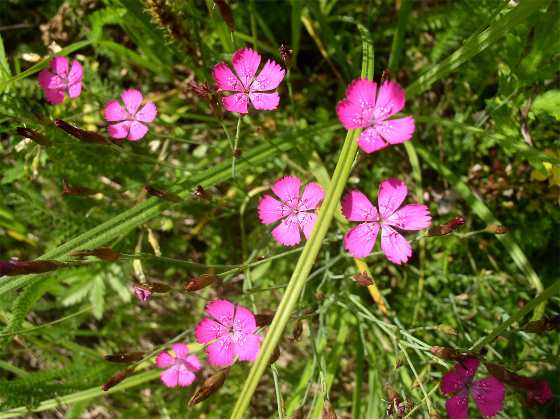 Изображение особи Dianthus deltoides.