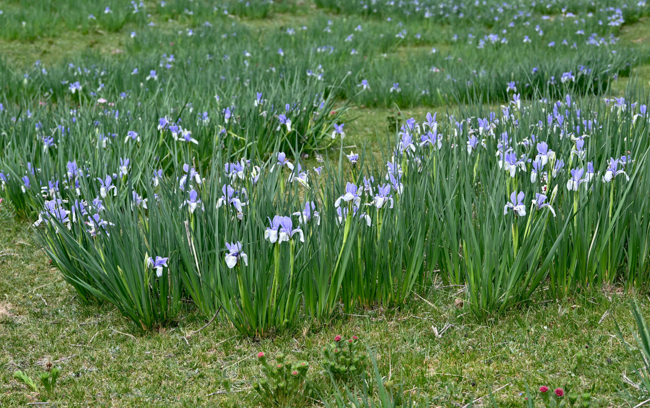 Image of Iris lactea specimen.