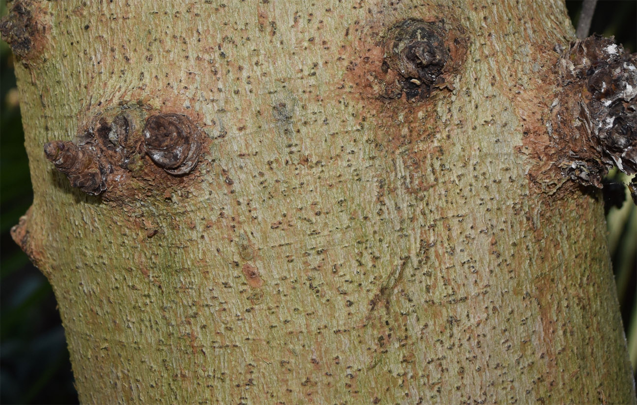 Изображение особи Ficus auriculata.