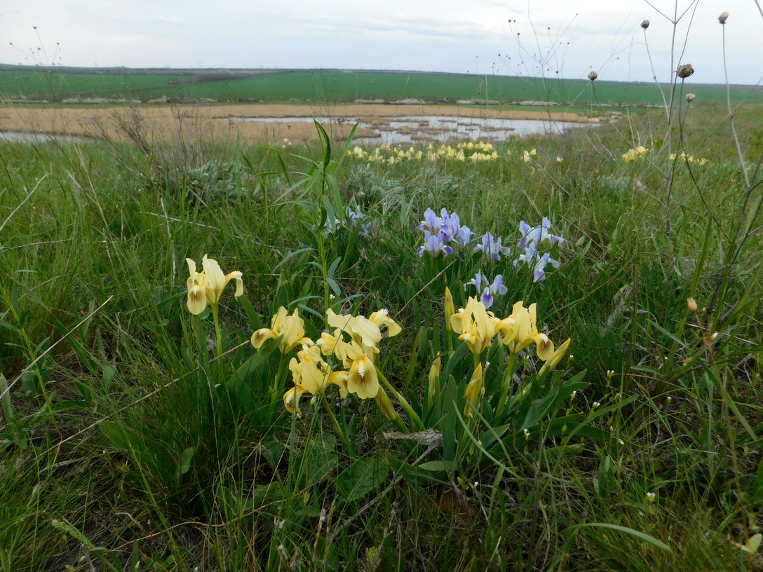 Image of Iris pumila specimen.