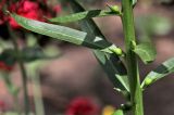 Digitalis laevigata. Часть стебля с листьями и бутонами. Белгородская обл., пос. Ракитное, ул. Сосновая, 2, в культуре. 21 июня 2026 г.