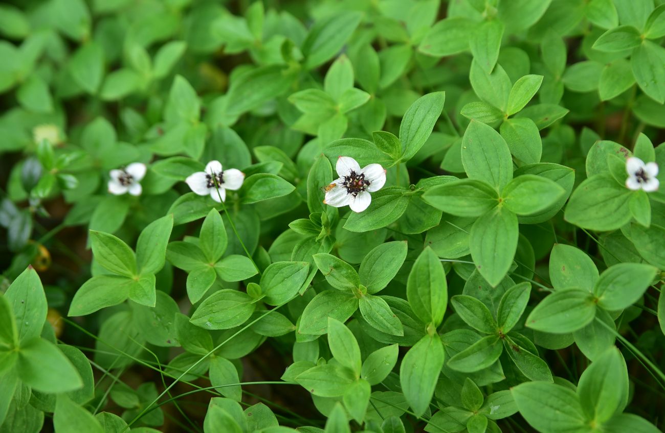 Изображение особи Chamaepericlymenum suecicum.